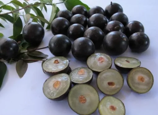Live Jaboticaba Tree – 1 Foot Tall – Unique Tropical Fruit Tree with Sweet, Grape-Like Berries – Brazilian Grape
