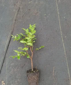 Live Jaboticaba Tree – 1 Foot Tall – Unique Tropical Fruit Tree with Sweet, Grape-Like Berries – Brazilian Grape