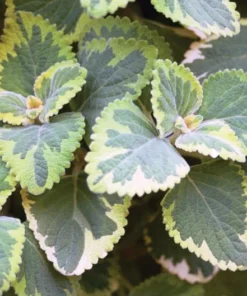 Live Lemon Twist Plectranthus Plant - 5-8 Inches Tall - Aromatic And Ornamental - Thrives in Gardens & Containers - Easy to Grow