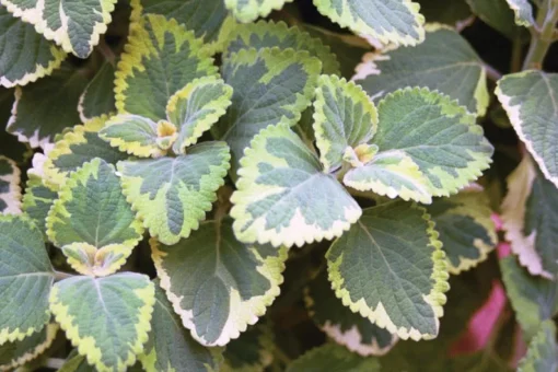 Live Lemon Twist Plectranthus Plant - 5-8 Inches Tall - Aromatic And Ornamental - Thrives in Gardens & Containers - Easy to Grow