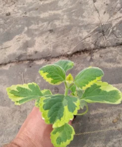 Live Lemon Twist Plectranthus Plant - 5-8 Inches Tall - Aromatic And Ornamental - Thrives in Gardens & Containers - Easy to Grow