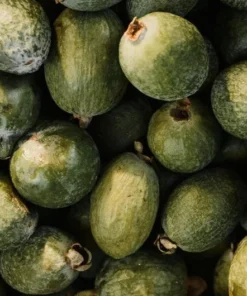 Live Pineapple Guava Plant – 4-6 Inches – Exotic Fruit Tree with Fragrant Flowers, Sweet Tropical Fruit – Thrives in Gardens, Containers