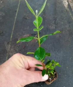 Live Pineapple Guava Plant – 4-6 Inches – Exotic Fruit Tree with Fragrant Flowers, Sweet Tropical Fruit – Thrives in Gardens, Containers