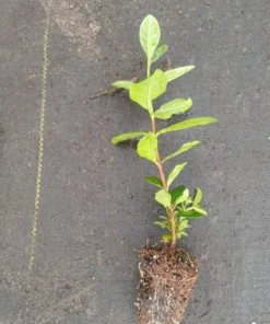 Live Pineapple Guava Plant – 4-6 Inches – Exotic Fruit Tree with Fragrant Flowers, Sweet Tropical Fruit – Thrives in Gardens, Containers