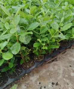 Live Pineapple Guava Plant – 4-6 Inches – Exotic Fruit Tree with Fragrant Flowers, Sweet Tropical Fruit – Thrives in Gardens, Containers