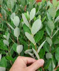 Live Pineapple Guava Plant – 4-6 Inches – Exotic Fruit Tree with Fragrant Flowers, Sweet Tropical Fruit – Thrives in Gardens, Containers