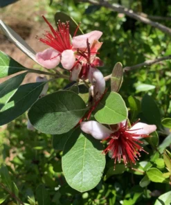 Live Pineapple Guava Plant – 4-6 Inches – Exotic Fruit Tree with Fragrant Flowers, Sweet Tropical Fruit – Thrives in Gardens, Containers