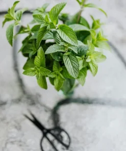 Live Spearmint Plants – (Pack of 3) 5-8 Inches Tall – Aromatic and Fast-Growing Herb for Tea, Cooking, Cocktails – Easy to Grow