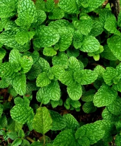 Live Spearmint Plants – (Pack of 3) 5-8 Inches Tall – Aromatic and Fast-Growing Herb for Tea, Cooking, Cocktails – Easy to Grow