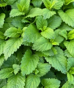 Live Spearmint Plants – (Pack of 3) 5-8 Inches Tall – Aromatic and Fast-Growing Herb for Tea, Cooking, Cocktails – Easy to Grow