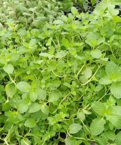 Live Spearmint Plants – (Pack of 3) 5-8 Inches Tall – Aromatic and Fast-Growing Herb for Tea, Cooking, Cocktails – Easy to Grow