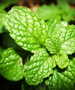 Live Spearmint Plants – (Pack of 3) 5-8 Inches Tall – Aromatic and Fast-Growing Herb for Tea, Cooking, Cocktails – Easy to Grow