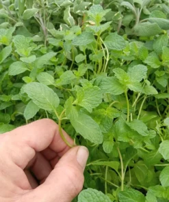 Live Spearmint Plants – (Pack of 3) 5-8 Inches Tall – Aromatic and Fast-Growing Herb for Tea, Cooking, Cocktails – Easy to Grow