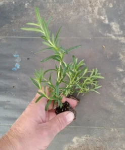 Live Tuscan Blue Rosemary Plants (Pack of 3) 5-8 Inches Tall – Fragrant Culinary Herb for Cooking and Landscaping – Gardens or Containers