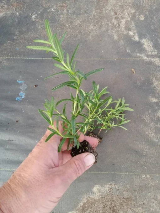 Live Tuscan Blue Rosemary Plants (Pack of 3) 5-8 Inches Tall – Fragrant Culinary Herb for Cooking and Landscaping – Gardens or Containers