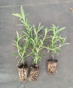 Live Tuscan Blue Rosemary Plants (Pack of 3) 5-8 Inches Tall – Fragrant Culinary Herb for Cooking and Landscaping – Gardens or Containers