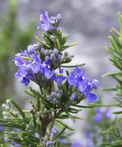 Live Tuscan Blue Rosemary Plants (Pack of 3) 5-8 Inches Tall – Fragrant Culinary Herb for Cooking and Landscaping – Gardens or Containers