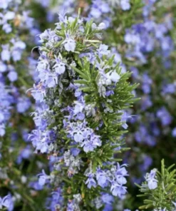 Live Tuscan Blue Rosemary Plants (Pack of 3) 5-8 Inches Tall – Fragrant Culinary Herb for Cooking and Landscaping – Gardens or Containers