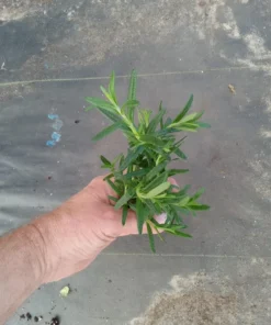 Live Tuscan Blue Rosemary Plants (Pack of 3) 5-8 Inches Tall – Fragrant Culinary Herb for Cooking and Landscaping – Gardens or Containers