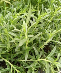 Live Tuscan Blue Rosemary Plants (Pack of 3) 5-8 Inches Tall – Fragrant Culinary Herb for Cooking and Landscaping – Gardens or Containers