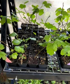 Magnolia Fig Tree - Fruiting Ficus Carica - Live Plant