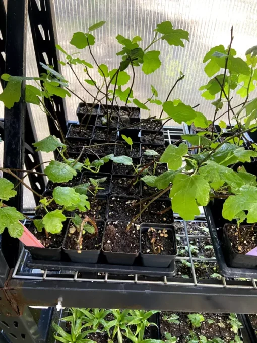 Magnolia Fig Tree - Fruiting Ficus Carica - Live Plant