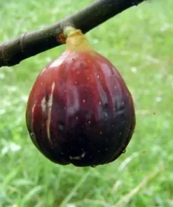 Magnolia Fig Tree - Fruiting Ficus Carica - Live Plant