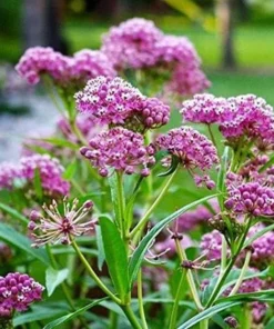 Milkweed Live Plants - 2 (Two) Pink Milkweed Plants for Butterfly - Flower Garden