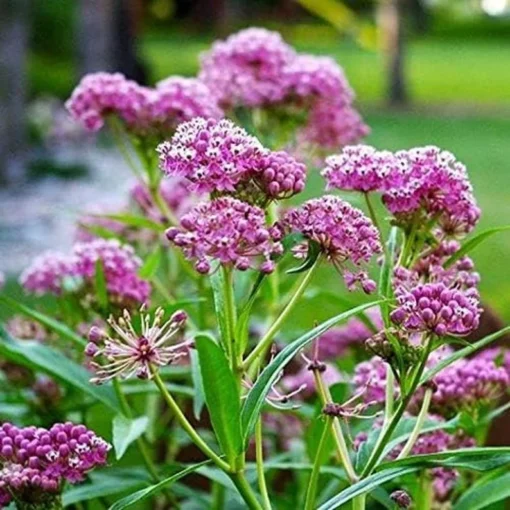Milkweed Live Plants - 2 (Two) Pink Milkweed Plants for Butterfly - Flower Garden