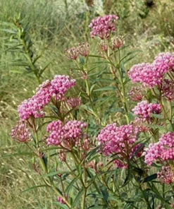 Milkweed Live Plants - 2 (Two) Pink Milkweed Plants for Butterfly - Flower Garden