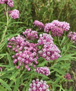Milkweed Live Plants - 2 (Two) Pink Milkweed Plants for Butterfly - Flower Garden
