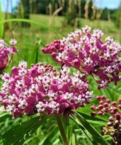 Milkweed Live Plants - 2 (Two) Pink Milkweed Plants for Butterfly - Flower Garden