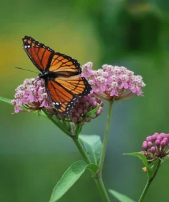 Milkweed Live Plants - 2 (Two) Pink Milkweed Plants for Butterfly - Flower Garden