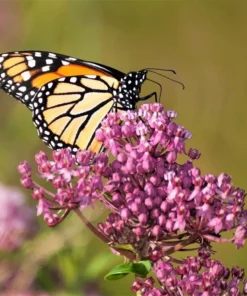 Milkweed Live Plants - 2 (Two) Pink Milkweed Plants for Butterfly - Flower Garden