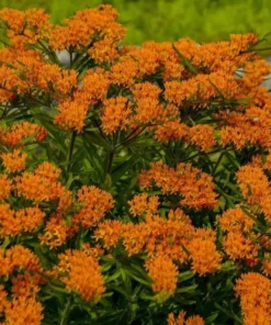 Milkweed Live Plants - Orange Milkweed Plants for Butterfly - Flower Garden