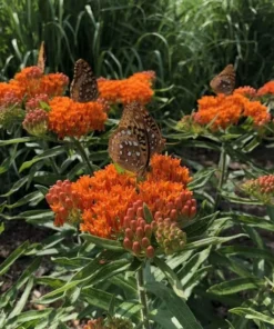 Milkweed Live Plants - Orange Milkweed Plants for Butterfly - Flower Garden