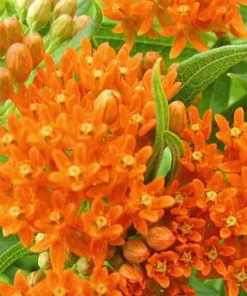 Milkweed Live Plants - Orange Milkweed Plants for Butterfly - Flower Garden