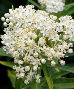 Milkweed Live Plants - White Milkweed Plants for Butterfly - Flower Garden