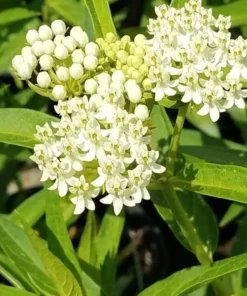 Milkweed Live Plants - White Milkweed Plants for Butterfly - Flower Garden