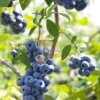 Misty Blueberry Plant - Attractive Live Blueberry Bush - Starter 4-6 inch Blue Berry Plant for Planting - Blueberry Plant Live