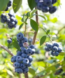 Misty Blueberry Plant - Attractive Live Blueberry Bush - Starter 4-6 inch Blue Berry Plant for Planting - Blueberry Plant Live