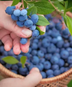 Misty Blueberry Plant - Attractive Live Blueberry Bush - Starter 4-6 inch Blue Berry Plant for Planting - Blueberry Plant Live