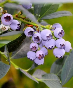 Misty Blueberry Plant - Attractive Live Blueberry Bush - Starter 4-6 inch Blue Berry Plant for Planting - Blueberry Plant Live
