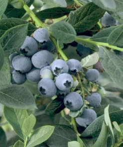 Misty Blueberry Plant - Attractive Live Blueberry Bush - Starter 4-6 inch Blue Berry Plant for Planting - Blueberry Plant Live