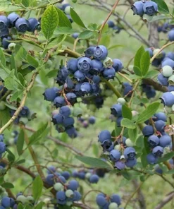 Misty Blueberry Plant - Attractive Live Blueberry Bush - Starter 4-6 inch Blue Berry Plant for Planting - Blueberry Plant Live