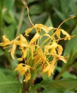 Molten Gold Dwarf Ginger - Organic and Non-GMO - Live Dwarf Ginger Plant