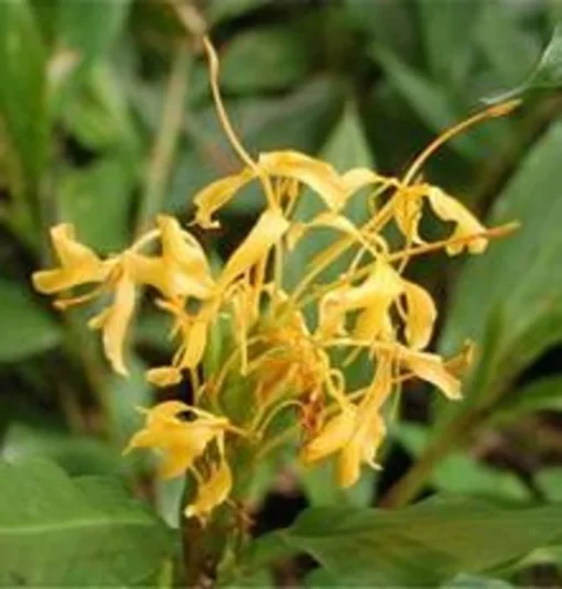 Molten Gold Dwarf Ginger - Organic and Non-GMO - Live Dwarf Ginger Plant
