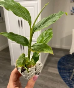 Molten Gold Dwarf Ginger - Organic and Non-GMO - Live Dwarf Ginger Plant