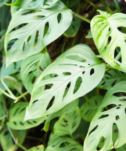 Monstera Adansonii Swiss Cheese Plant Houseplant 4 inch Green Potted