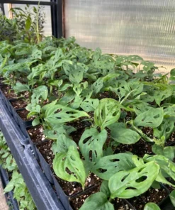 Monstera Adansonii Swiss Cheese Plant Houseplant 4 inch Green Potted